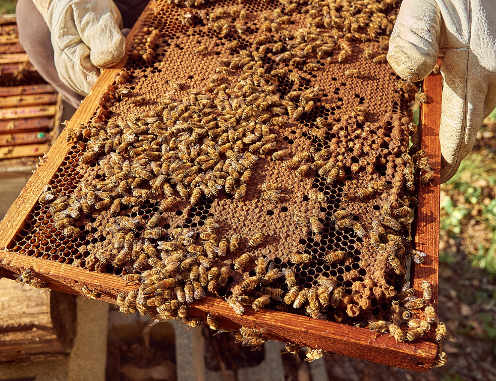 pčele med